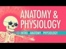 Anatomy & Physiology Crash Course by Hank Green