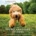 The Secret Language of Dogs